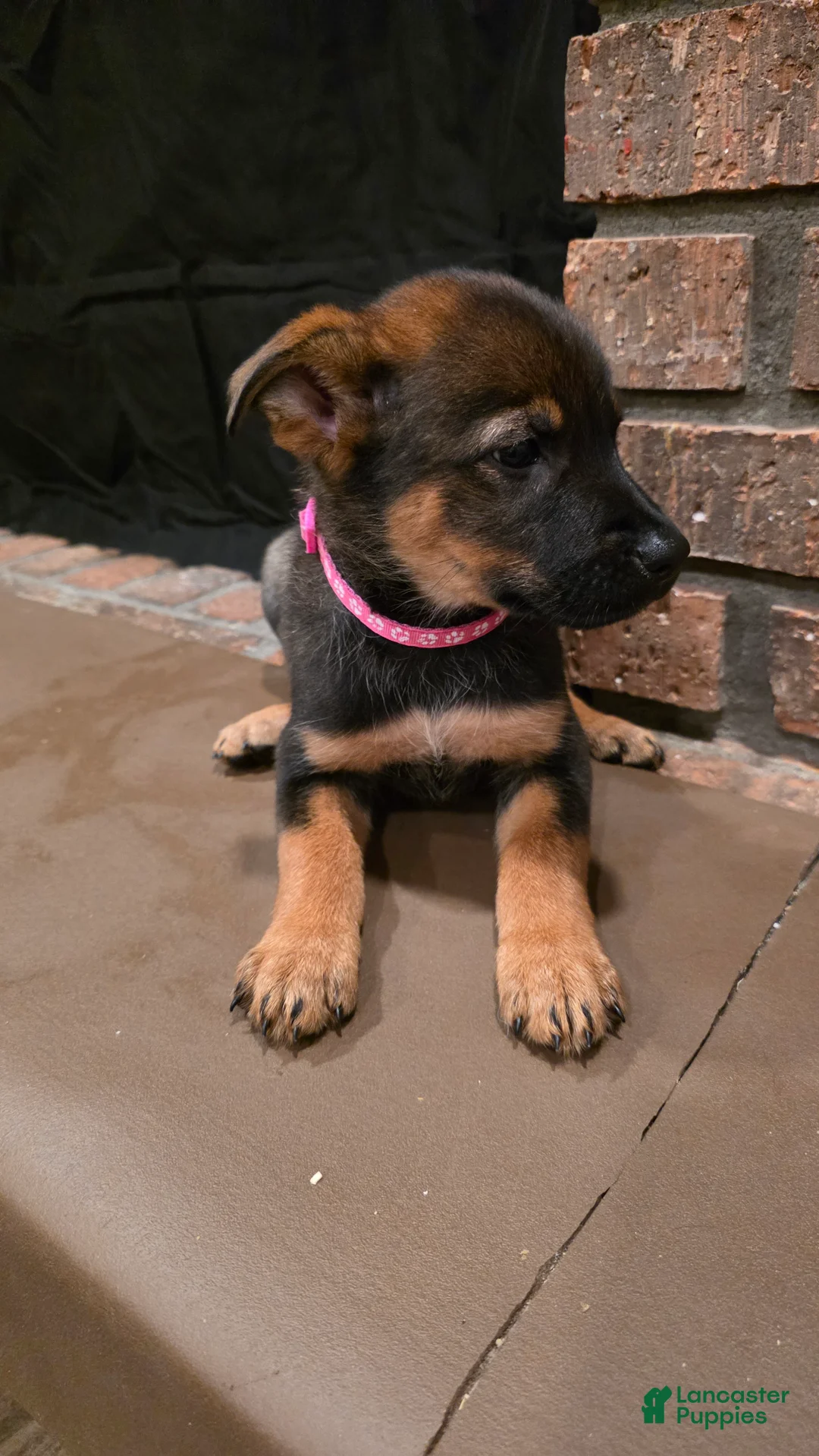 Mixed Breed dogs for sale: Hot pink - Ad 2