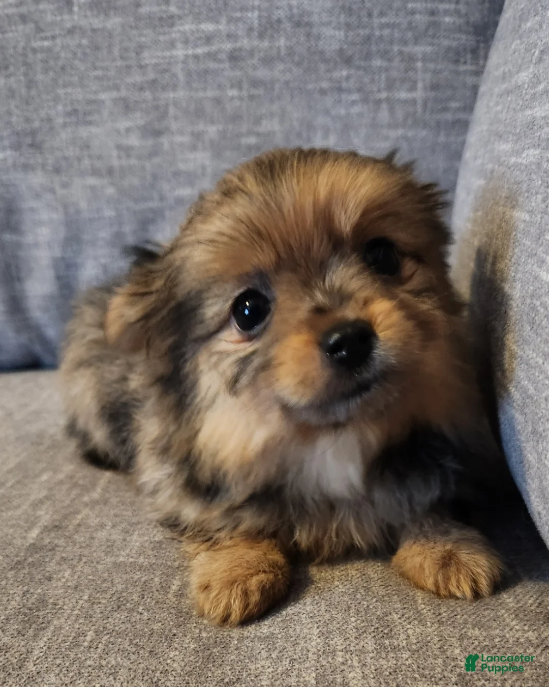 Mixed Breed dogs for sale: Yorkie, Pomeranian, Yoranian, Porkie - Ad 1