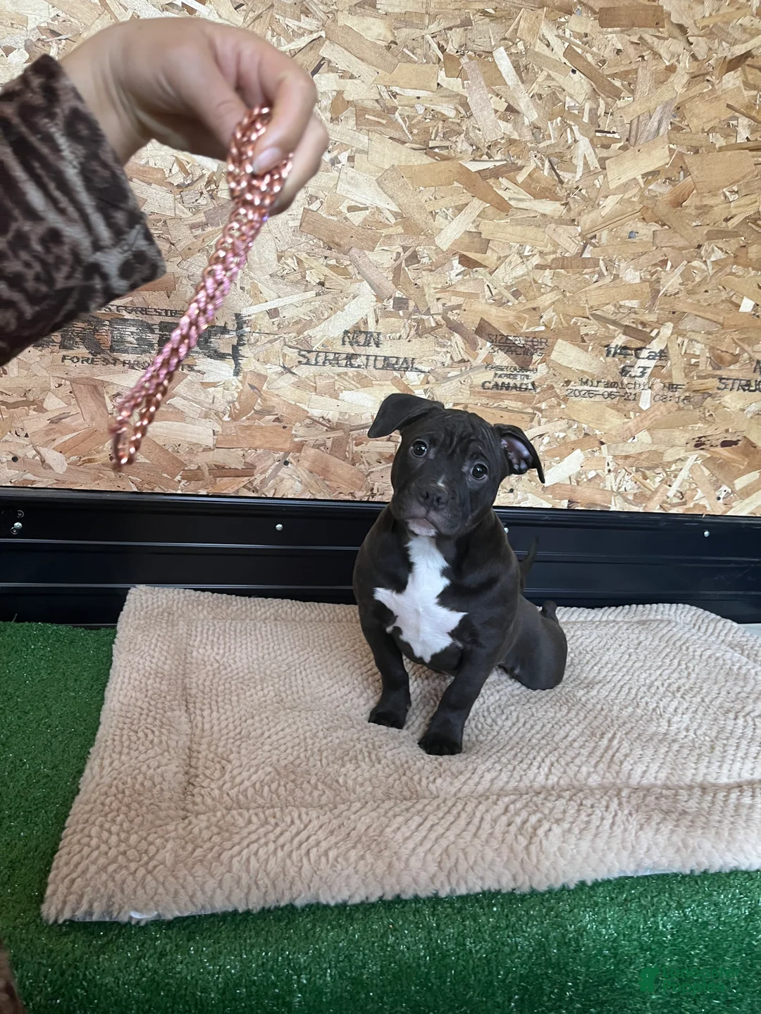 American Bully dogs for sale: Nova - Ad 3