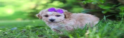 Havapoo dogs for sale: Hailey - Ad 3