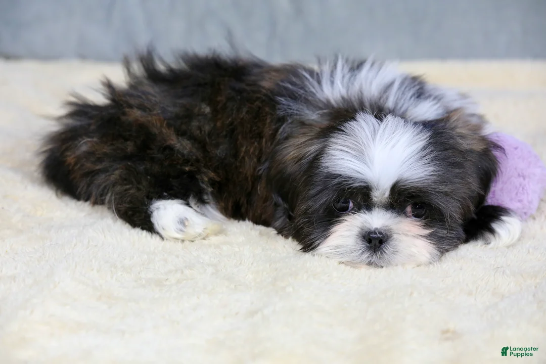 Shih Tzu dogs for sale: Stanlee - Ad 20