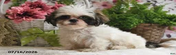 Shih Tzu dogs for sale: Suzy - Ad 3