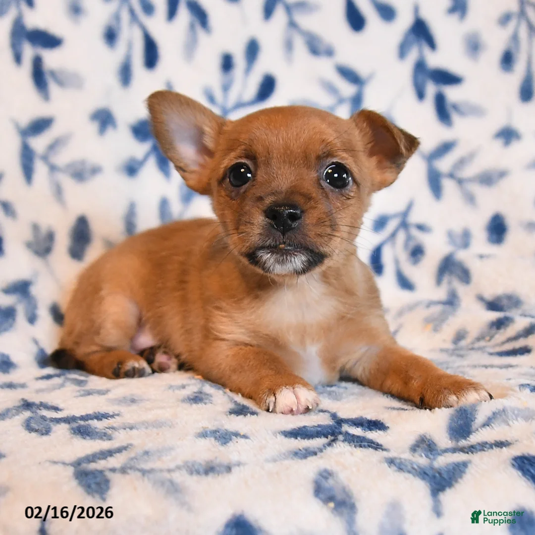 Mixed Breed dogs for sale: Linda - Ad 2