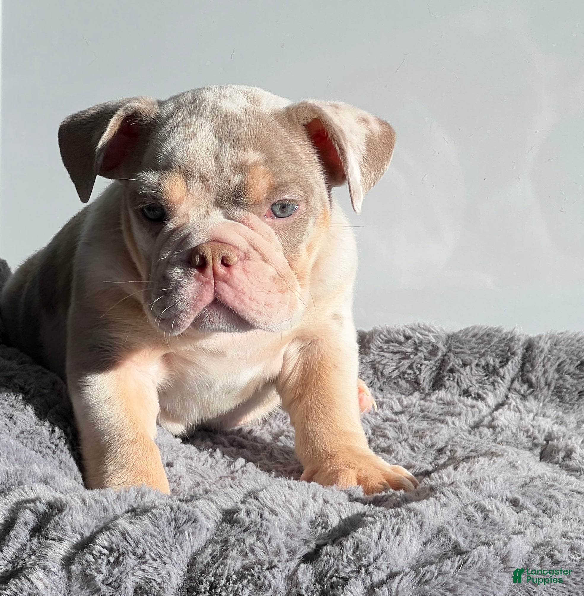 English Bulldog dogs Block - Ad 11