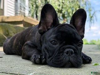 French Bulldog dogs Black Brindle - Ad 15