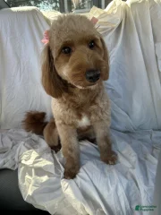 Chloe