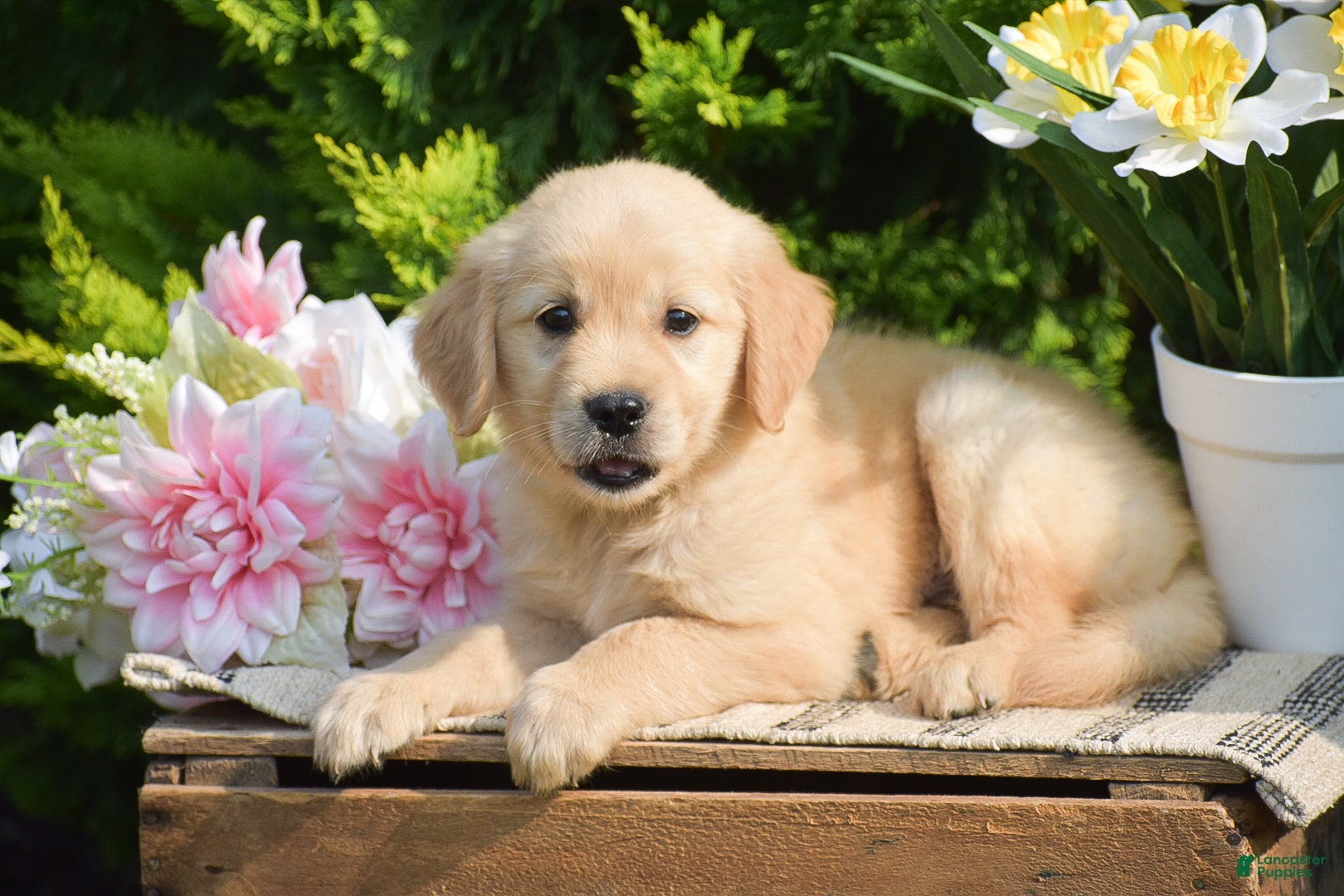 Golden Retriever dogs Reba - Ad 2