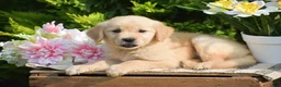 Golden Retriever dogs for sale: Reba - Ad 2
