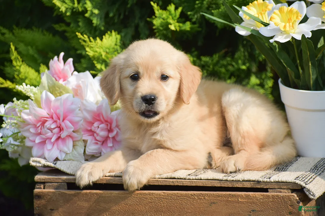 Golden Retriever dogs for sale: Reba - Ad 2