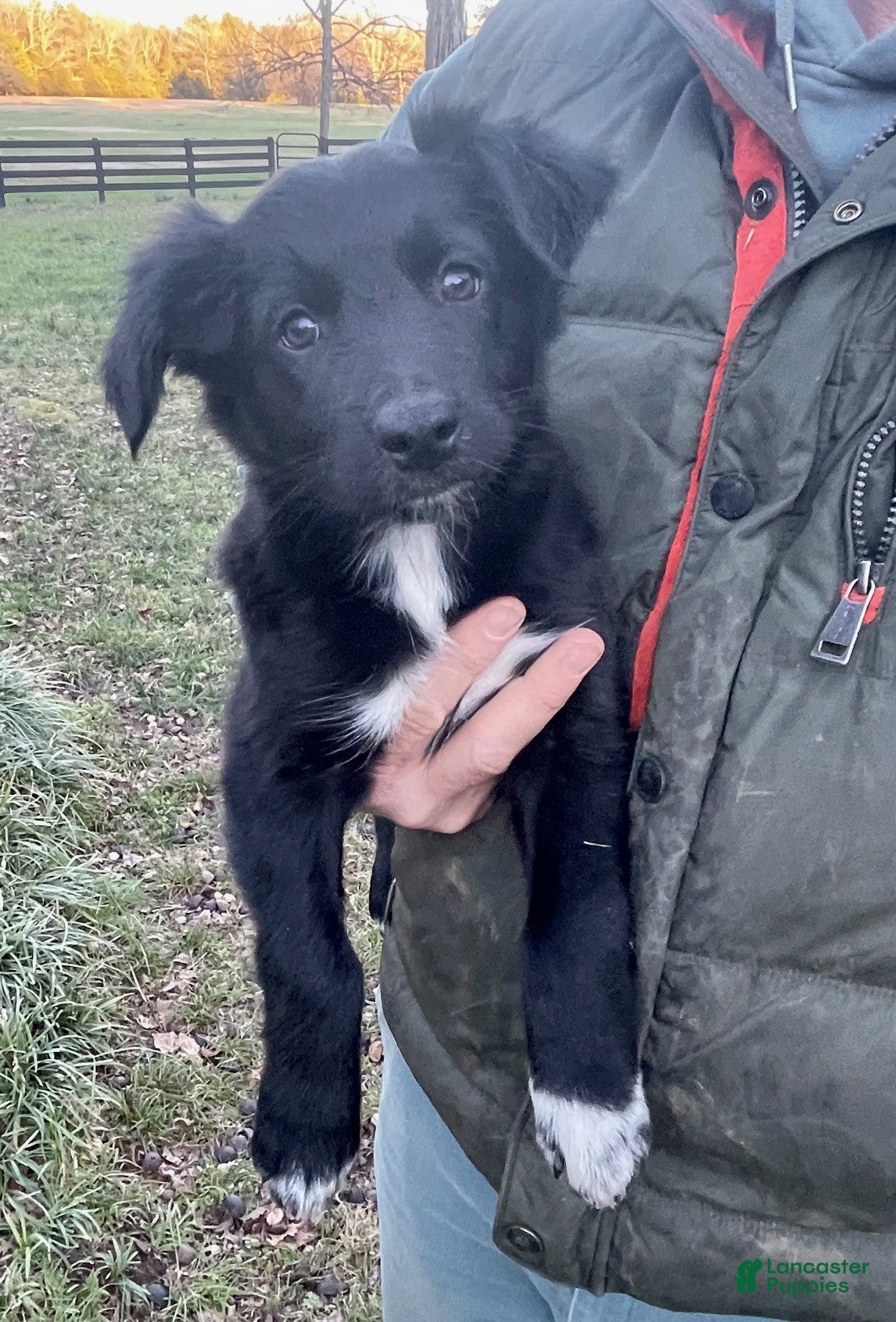 Australian Shepherd dogs Martha - Ad 1