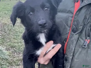 Australian Shepherd dogs for sale: Martha - Ad 4