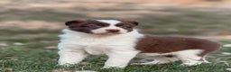 Border Collie dogs for sale: Cadillac   - Ad 3