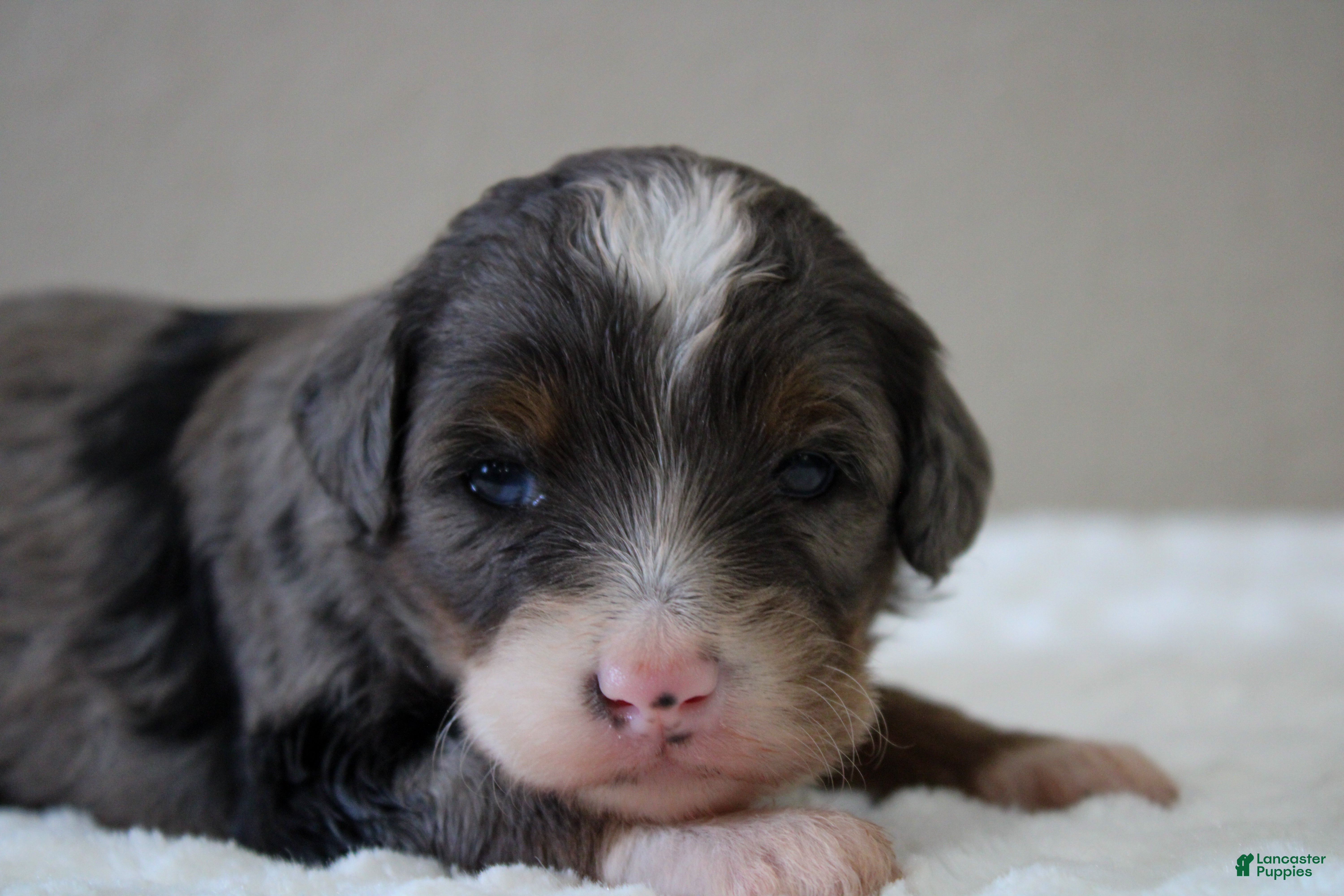 Mini Bernedoodle dogs Mini Bernedoodle 7 - Ad 2