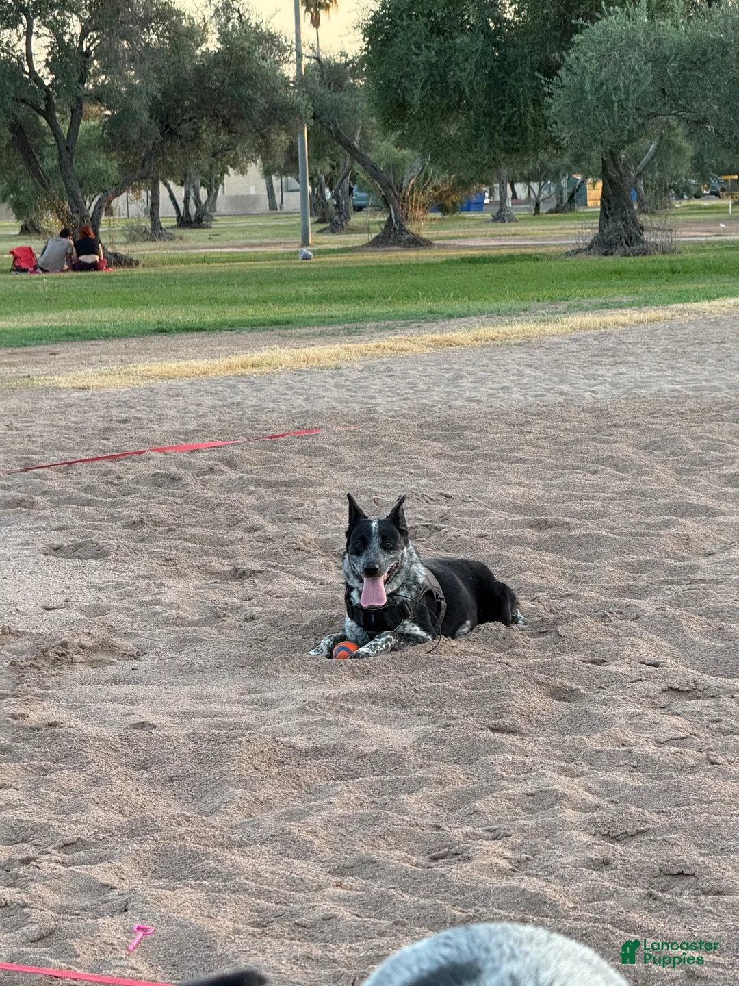 Australian Cattle Dog dogs for sale: Australian Cattle Dog 2 - Ad 2