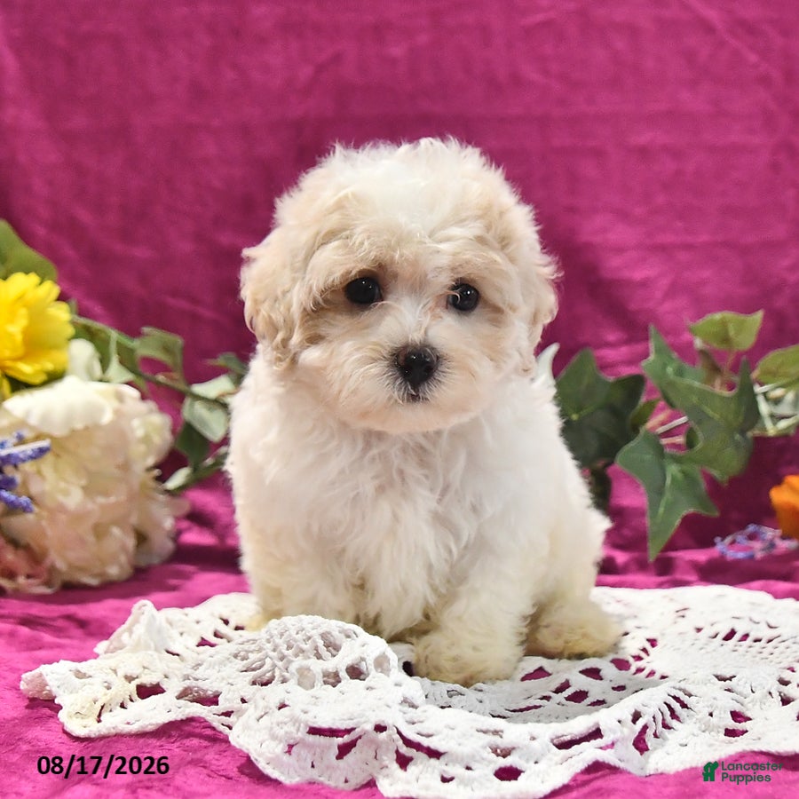 Maltipoo dogs Nugget - Ad 1