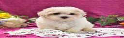 Maltipoo dogs for sale: Nugget - Ad 1