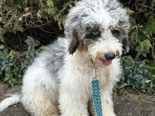 Mini Bernedoodle dogs - Ad 1