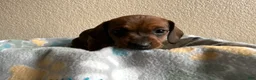 Dachshund dogs for sale: Sophie  - Ad 6