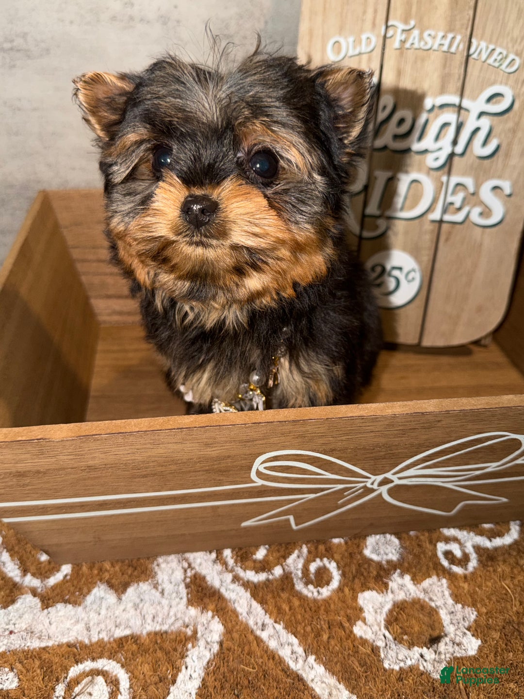 Yorkshire Terrier dogs for sale: Jack  - Ad 9