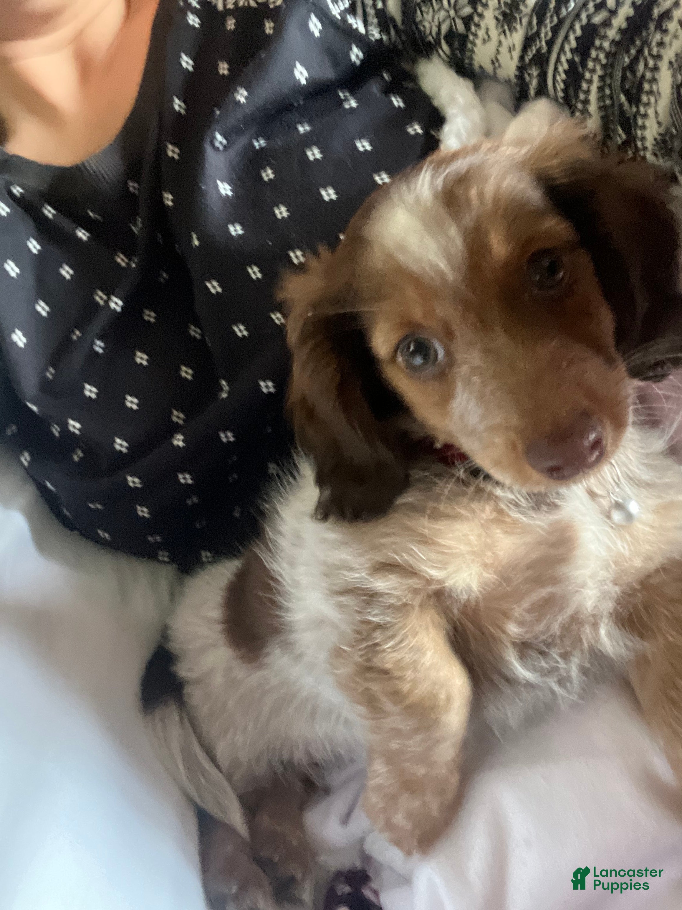 Dachshund dogs Dachshund Puppy 1 - Ad 17