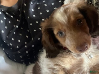 Dachshund dogs Dachshund Puppy 1 - Ad 17