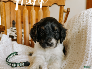 Mixed Breed dogs Frank - Ad 17