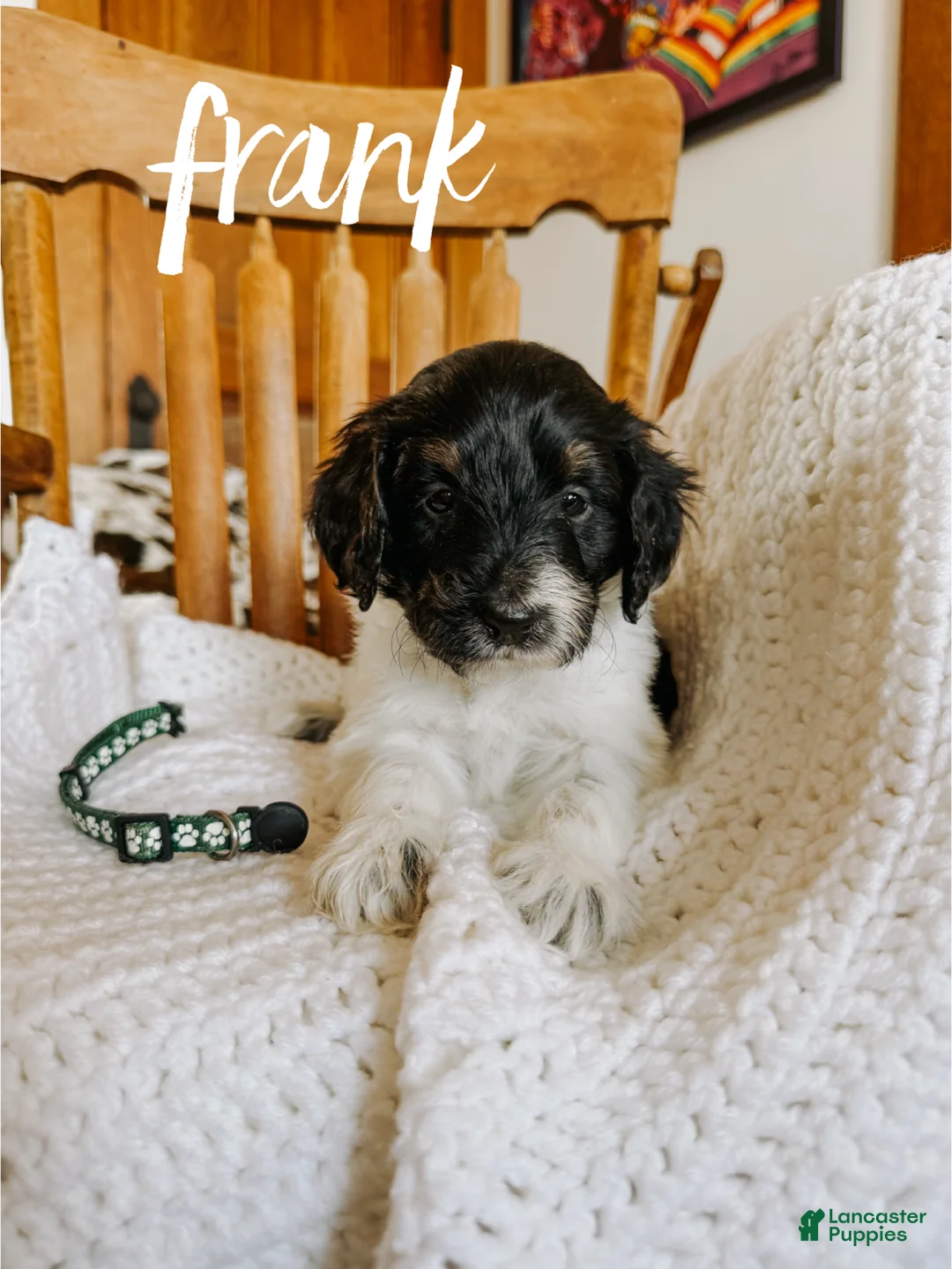 Mini Bernedoodle dogs for sale: Frank - Ad 3