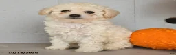 Toy Poodle dogs for sale: Vito - Ad 1