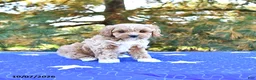 Cavapoo dogs for sale: Kaya - Ad 3