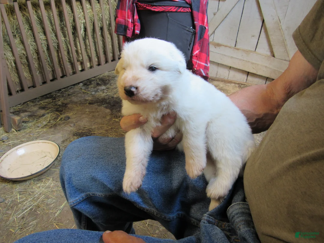 Great Pyrenees dogs for sale: Red collar all white Male Great Pyrenees Puppy  - Ad 1