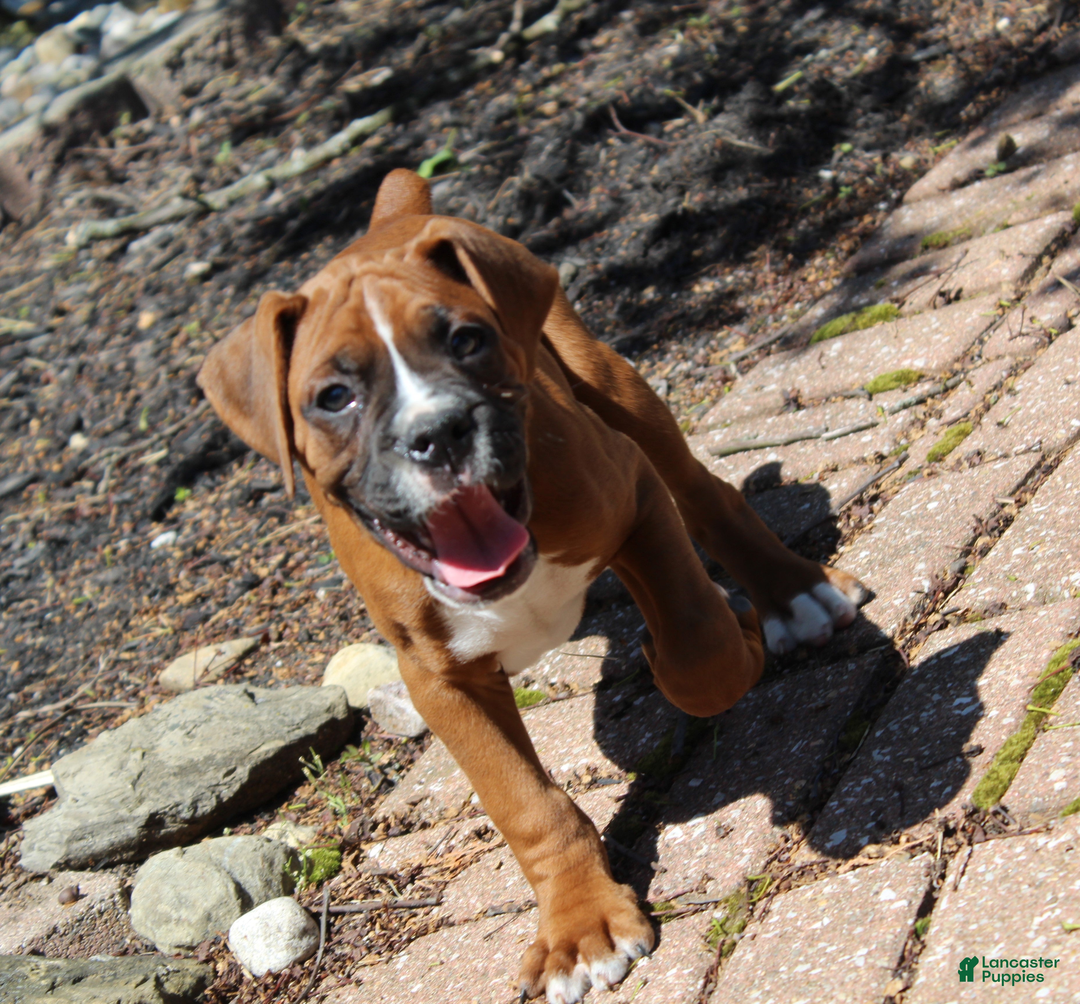 Boxer dogs Atticus - Ad 2