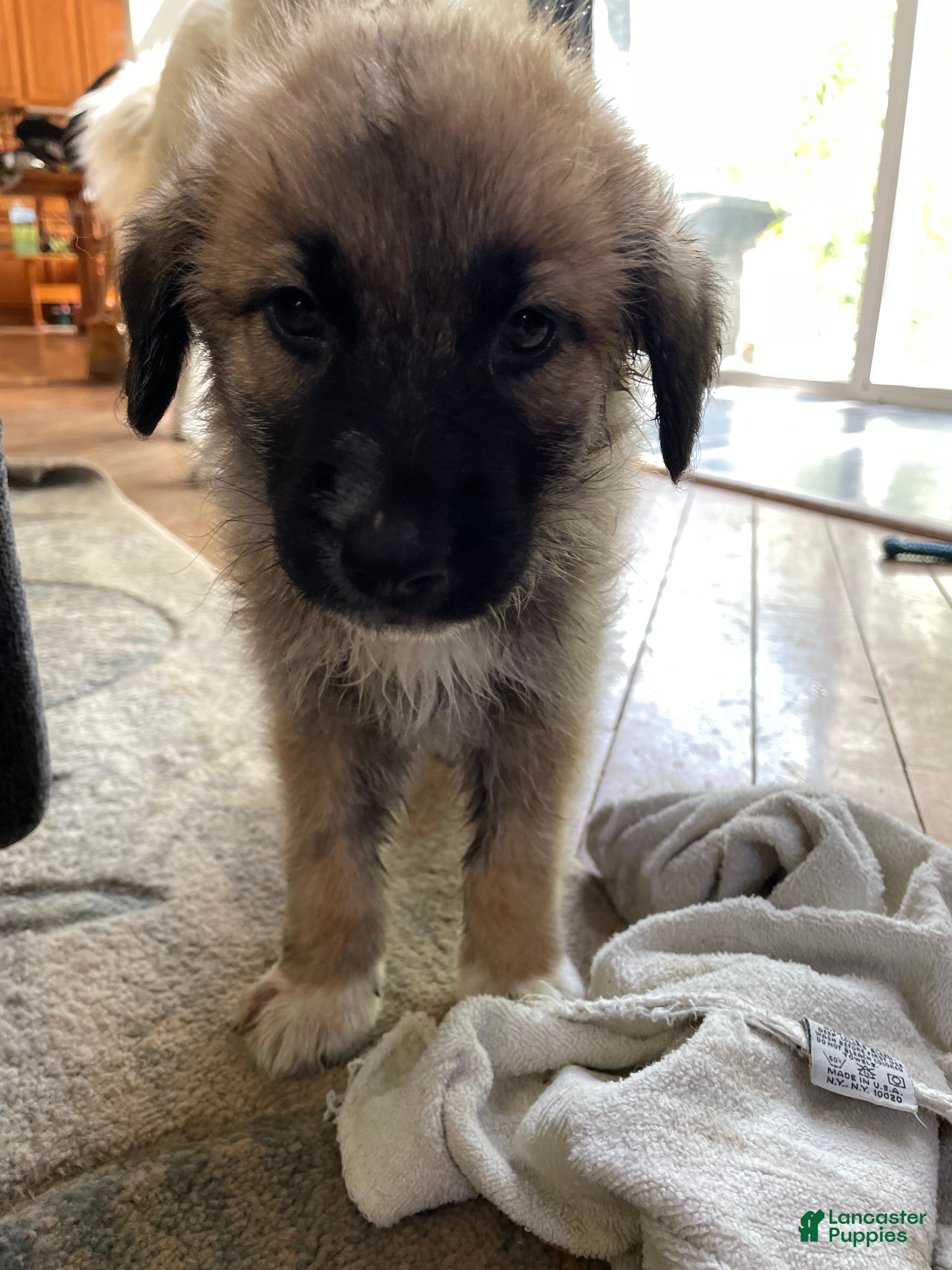 Mixed Breed dogs Mixed Breed Puppy 1 - Ad 25
