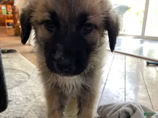 Mixed Breed dogs for sale: Mixed Breed Puppy 1 - Ad 2