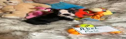 Boston Terrier dogs for sale:  Abel - Ad 6