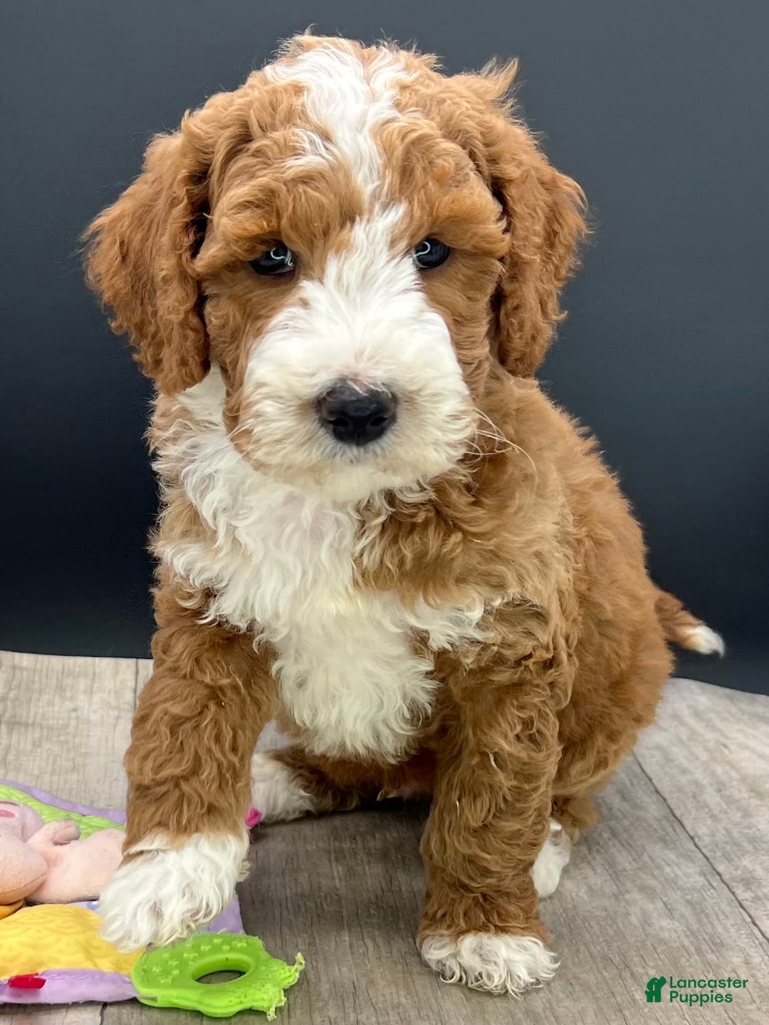 Gallery Image {{count}}