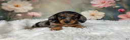 Miniature Dachshund dogs for sale: AKC-Maggie - Ad 2