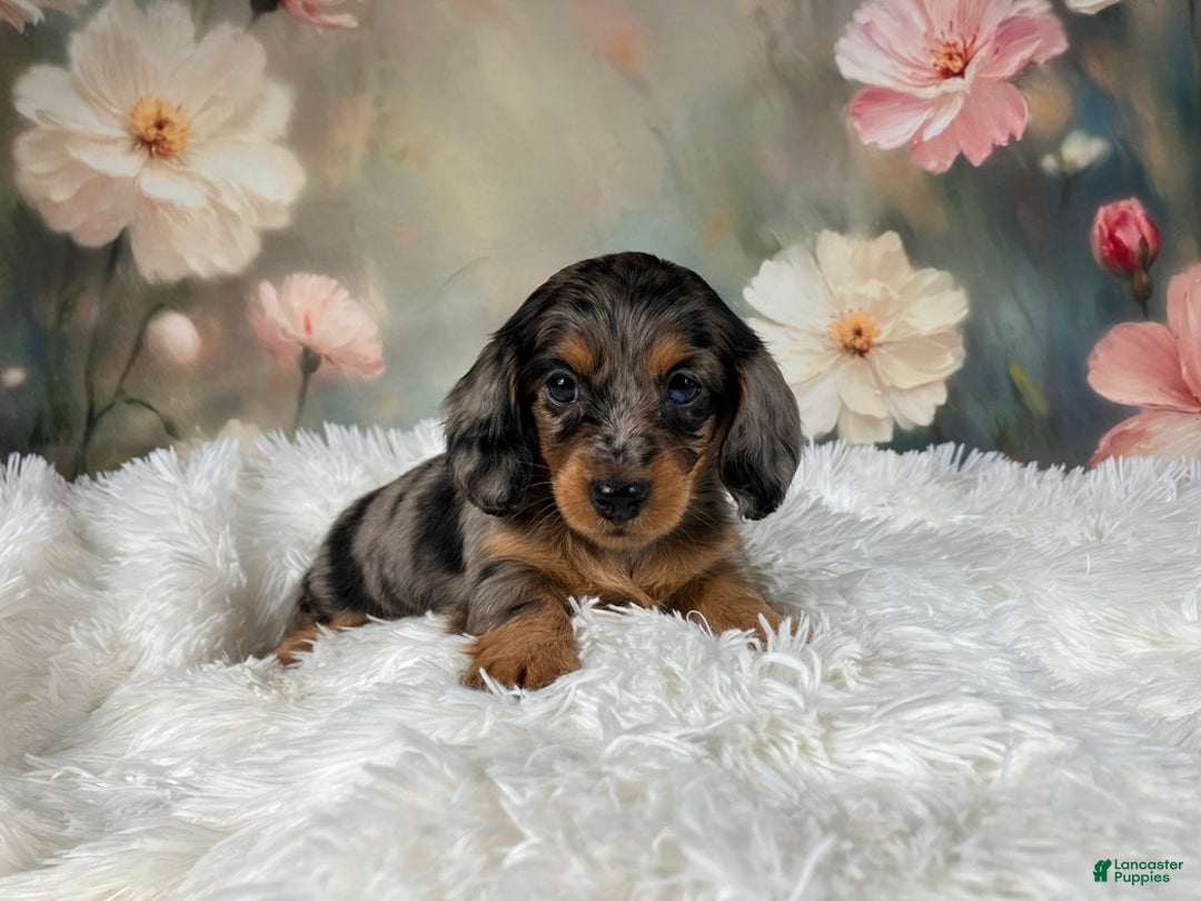 Miniature Dachshund dogs for sale: AKC-Maggie - Ad 2