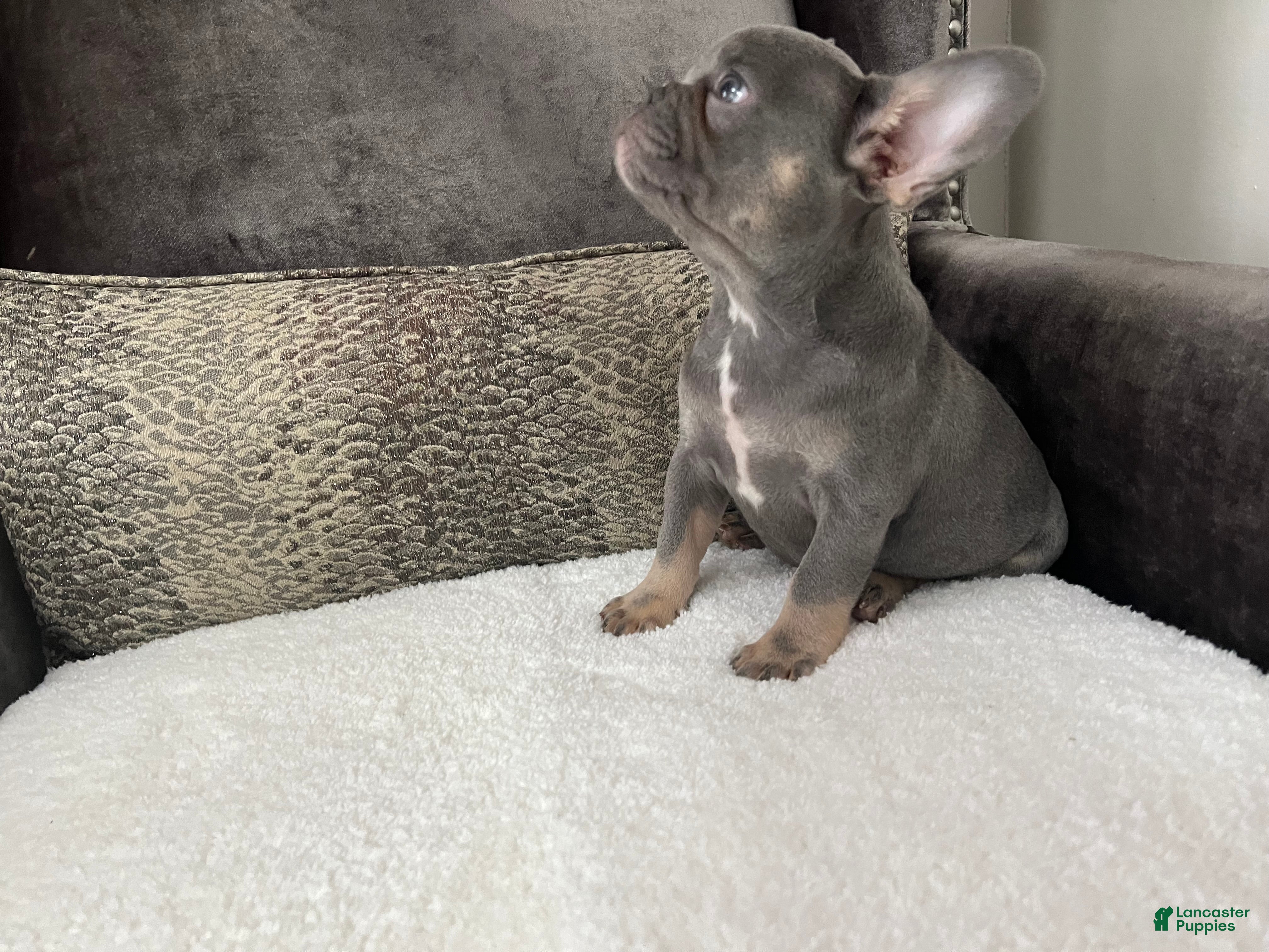 French Bulldog dogs Jethro - Ad 2