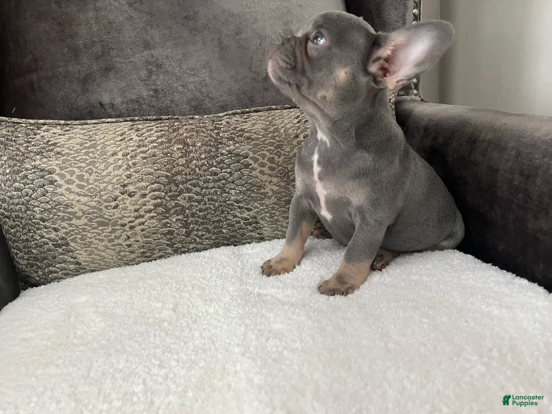French Bulldog dogs for sale: Jethro - Ad 2