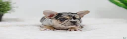 French Bulldog dogs for sale: Gus - Ad 3