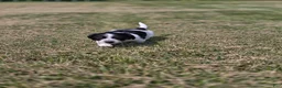 Miniature Dachshund dogs for sale: Miniature Dachshund 4 - Ad 4