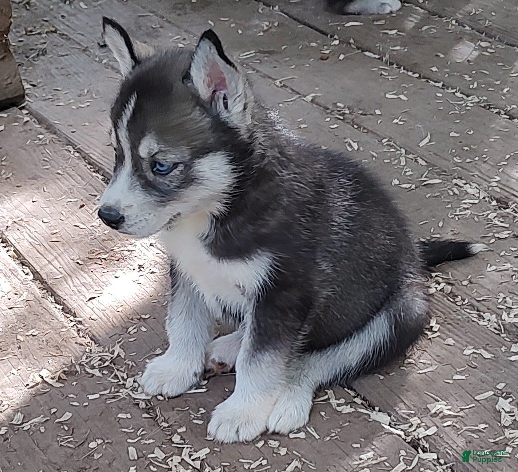 Siberian Husky dogs Sonya's female 3 - Ad 31