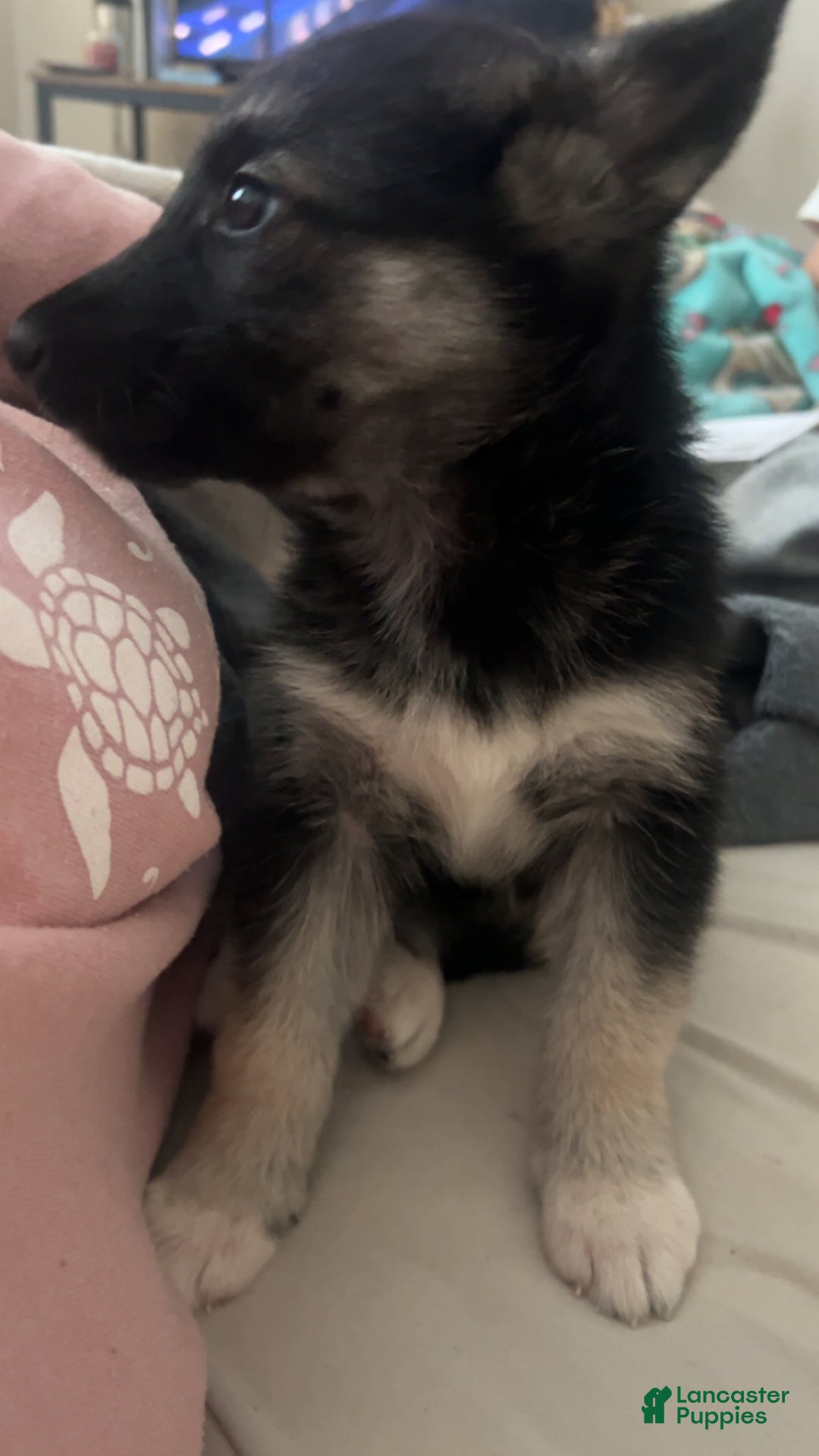 Gerberian Shepsky dogs for sale: Gerberian Shepsky Puppy 1 - Ad 4