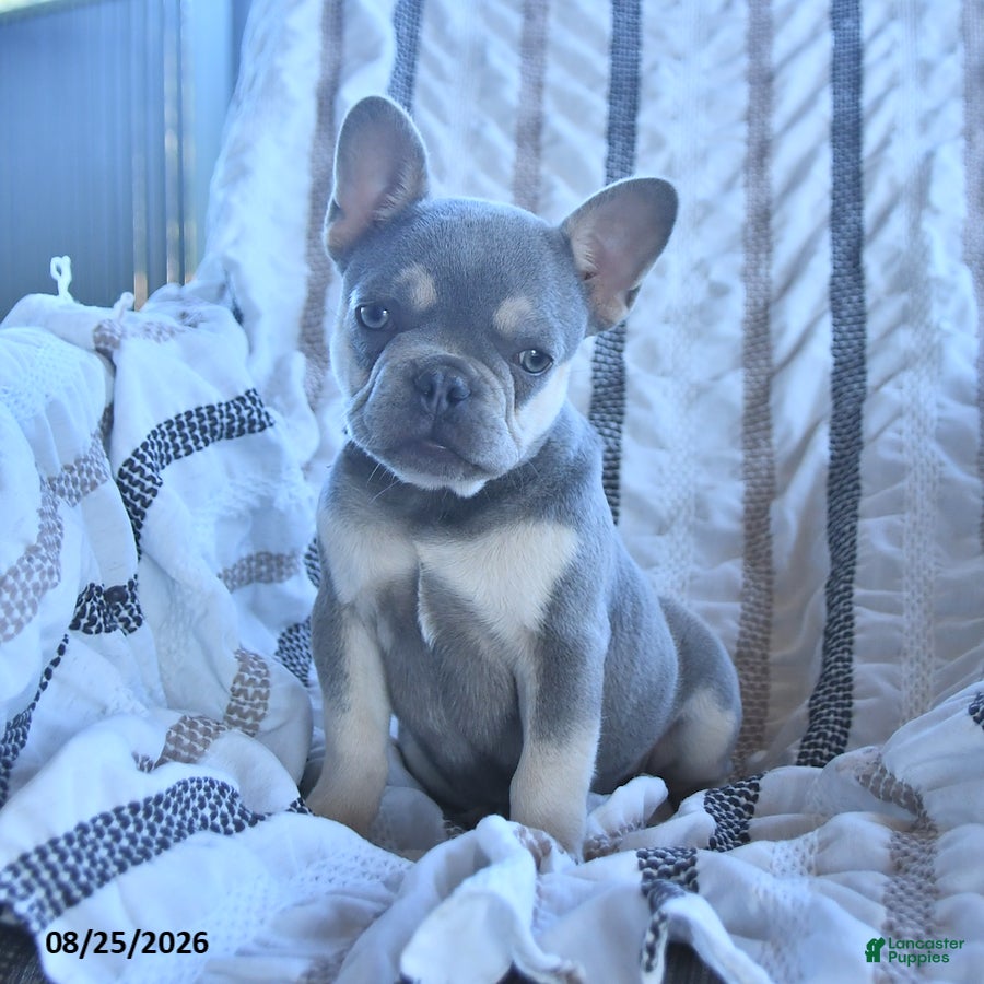 French Bulldog dogs Oliver - Ad 1
