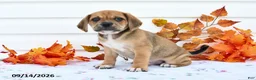 Puggle dogs for sale: Buster - Ad 2