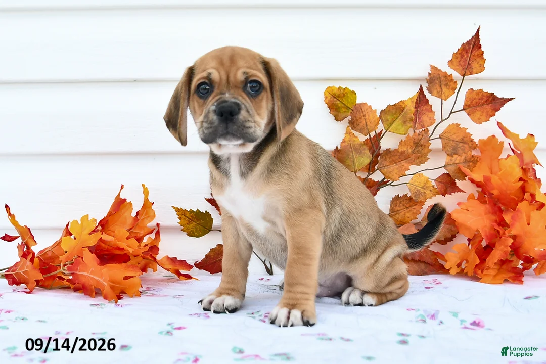 Puggle dogs for sale: Buster - Ad 2