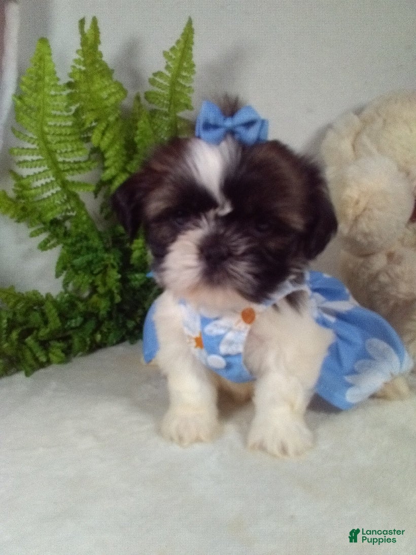 Shih Tzu dogs Annie  - Ad 1