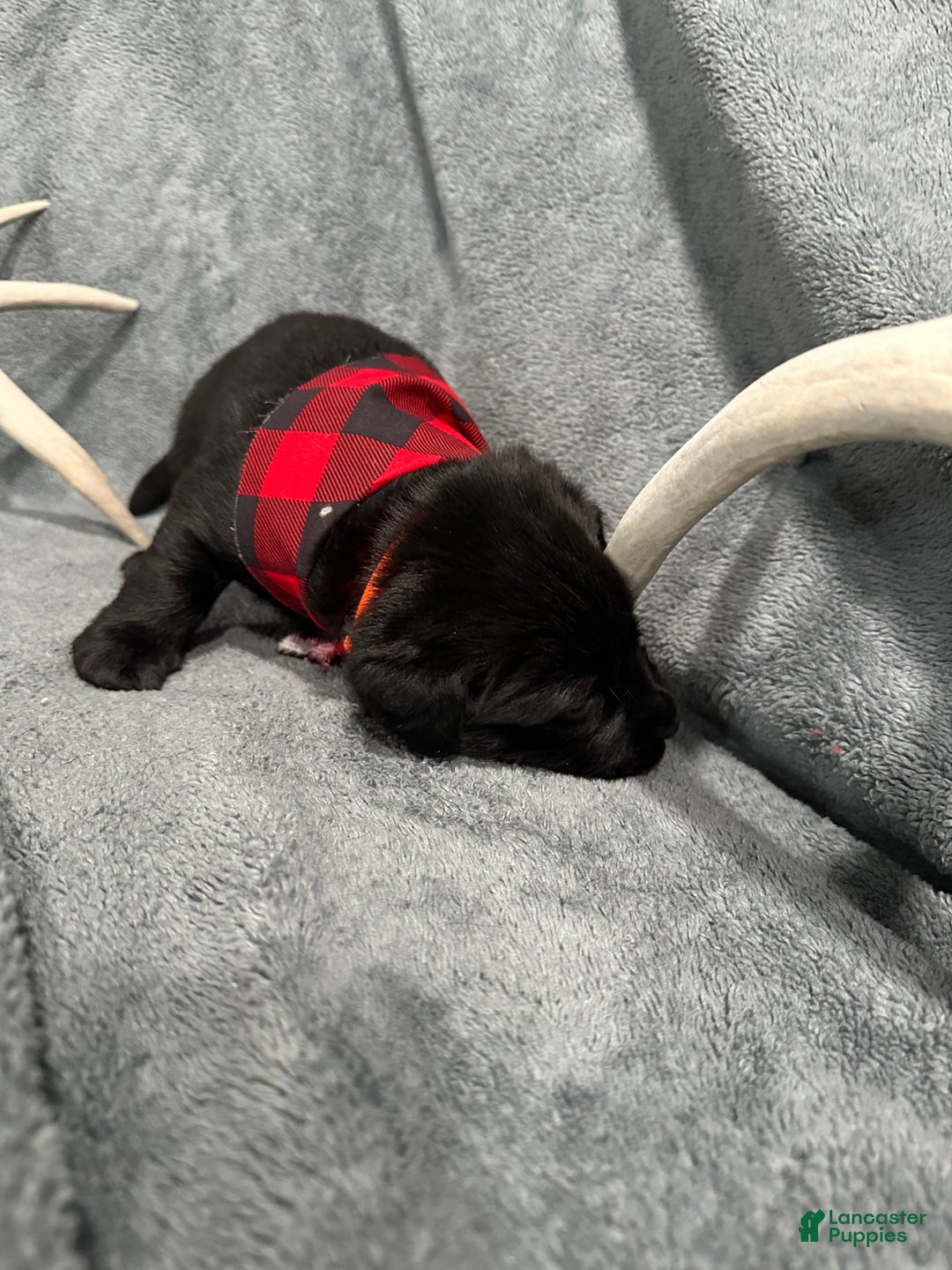 Labrador Retriever dogs for sale: Hunter - Ad 4