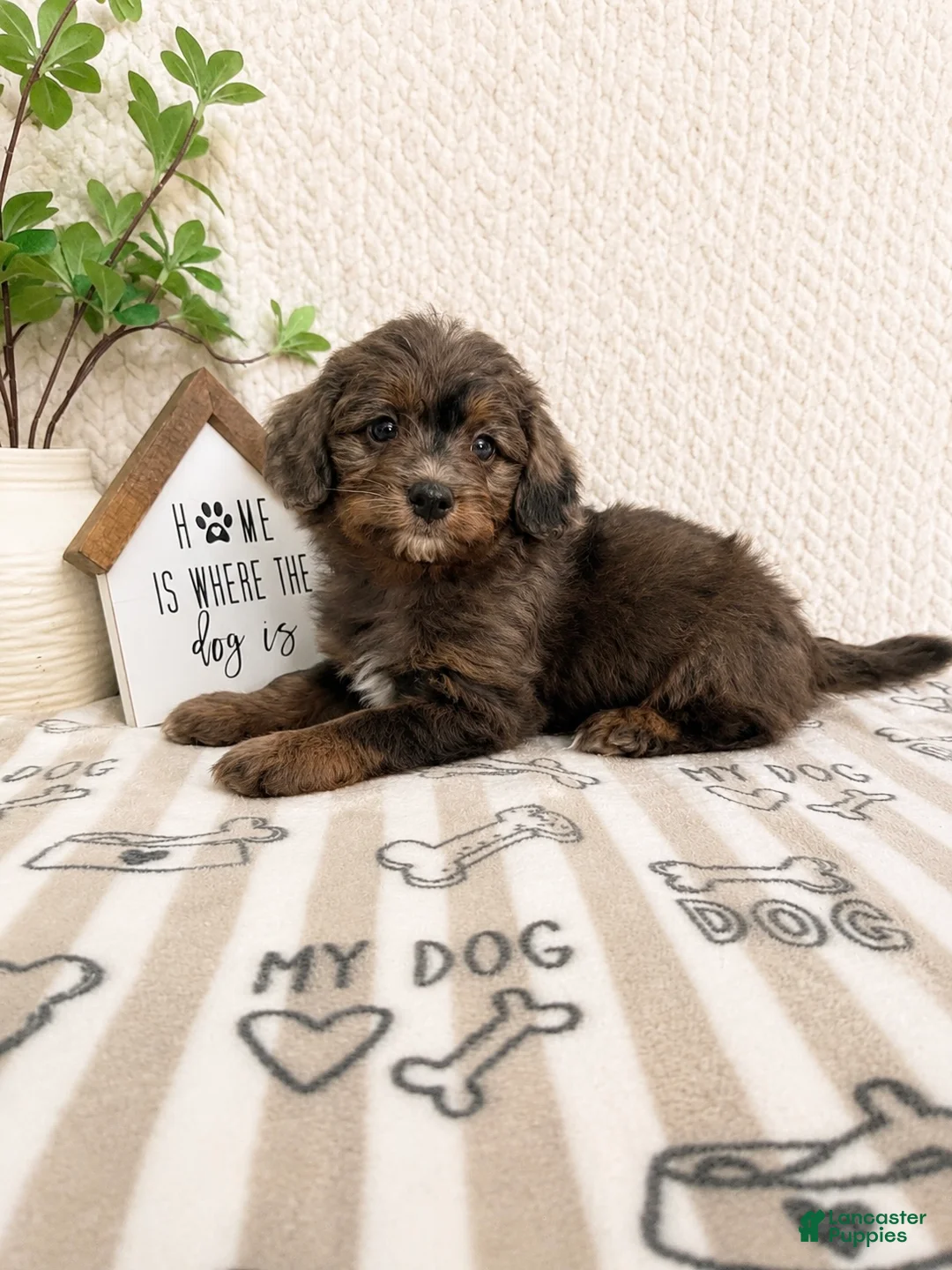 Mini Aussiedoodle dogs for sale: Arlo - Ad 1