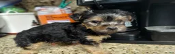 Yorkshire Terrier dogs for sale: Yorkshire Terrier 1 - Ad 1